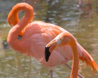 Boottocht naar het flamingo-eiland