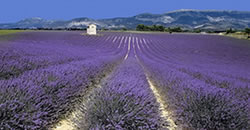 Vakantiehuis huren in de Provence: waar op letten?