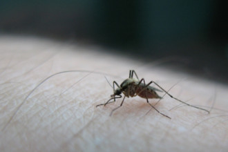 Muggen verjagen en muggenbeet bestrijden